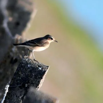 Side profile portrait of a small brown pipit displaying slender beak and buff un Stock Photos