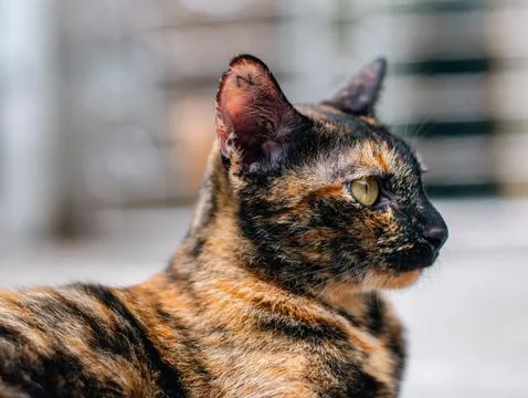 Side profile portrait of tortoiseshell cat with amber eyes in sunlight Stock Photos