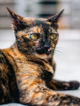 Side profile portrait of tortoiseshell cat with amber eyes in sunlight Stock Photos