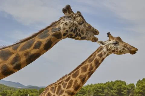 Side profile portrait of two giraffes against blue sky Stock Photos