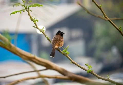 Side Profile of Red-vented Bulbul on a Branch in Daylight Stock Photos