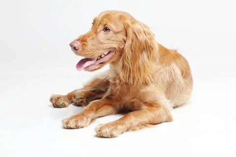 A side profile of a relaxed Cocker Spaniel lying on a white background Stock Photos