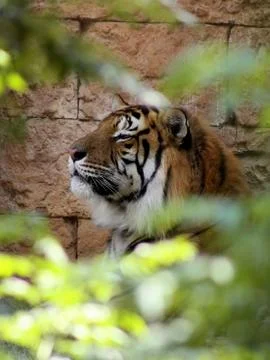 Side profile relaxed tiger face in a bush Stock Photos