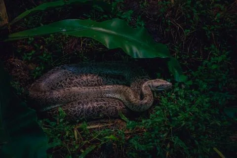 Side Profile of a Resting Reticulated Python Under Tropical Foliage Stock-Fotos