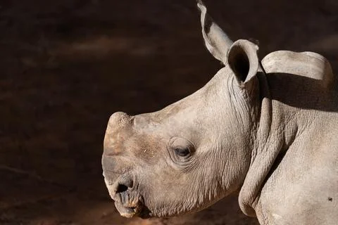Side profile of rhino head in warm sunlight Stock Photos