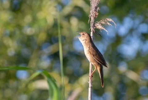 Side Profile of a Savi's Warbler Singing on a Dry Reed Top in Soft Natural .. Stock Photos