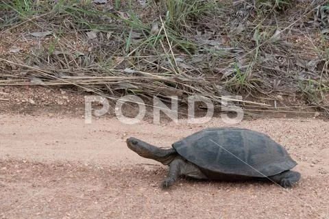 Photograph: Side profile of the serrated hinged terrapin - Pelusios ...