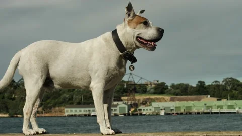 Side profile of a  Shar Pei Staffy cross with Sydney harbour background Stock Footage 237144467