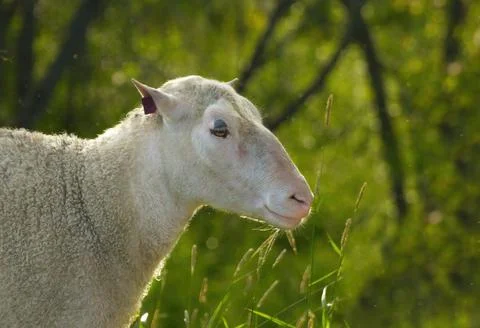 Side profile of a sheep Stock Photos