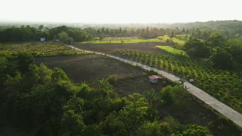 Side Profile Shot elevation and slope emphasized the road and fruit plantation 스톡 동영상 334129065