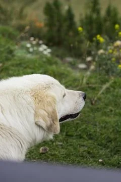 A side-profile shot of a large white dog, calmly sitting in a grassy area Stock Photos