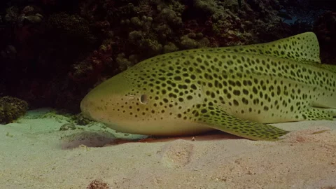 Side profile shot of a Leopard Shark Stock Footage 254660617