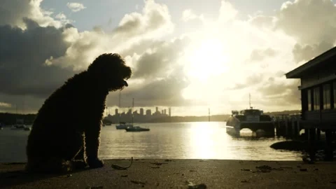 Side profile silhouette of a dog at sunset at Sydney's Watsons Bay 6K Stock Footage 302952829