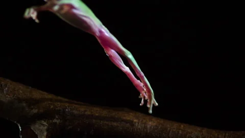 Side profile slow motion dumpy tree frog jump Stock Footage 233704406