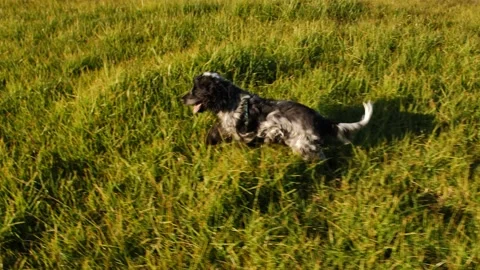 Side profile slow motion running English Cocker Spaniel 4K Stock Footage 197903669