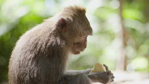 Side profile of a small long tailed monkey eating a potato Stock Footage 262707924