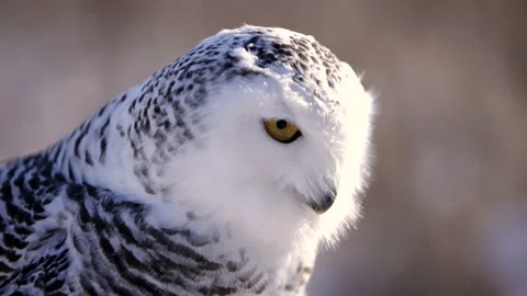 Side profile of a snowy owl in a field Video stock 169722276