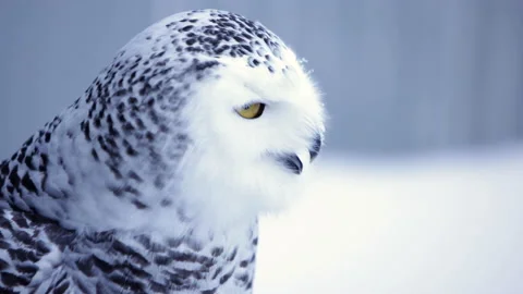 Side profile of a snowy owl Stock Footage 169722250