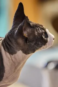 Side profile of sphynx cat looking up indoors Stock Photos