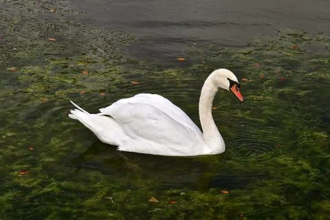 Side profile of a swan Stock Photos