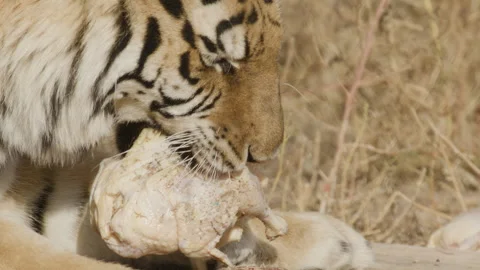 Side profile of a tiger eating his meal Stock Footage 266162345