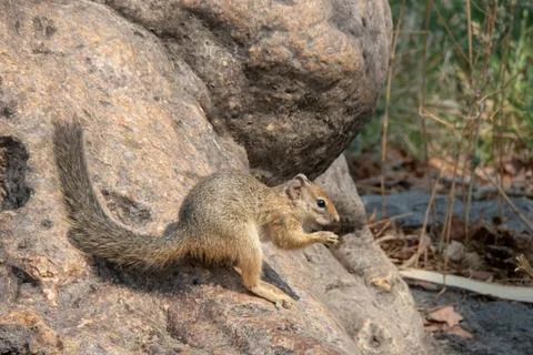 Side profile of a tree squirrel sitting in a natural hole of a tree trunk whi Stock Photos