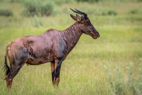 Side profile of a Tsessebe in the Okavango. Stock Photos