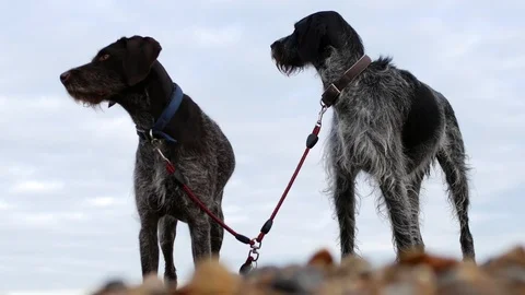 Side profile two German Wirehaired Pointer dogs 4K Stock Footage 118534151