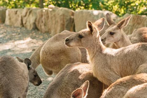 Side Profile View of Curious Kangaroos Stock Photos