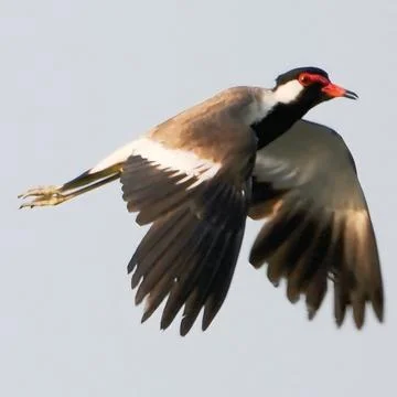 Side profile view of flying red wattled lapwing with extended wings and legs Stock Photos