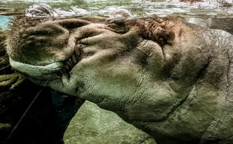 Side profile view of huge hairy hippo underwater in clear water pool Stock Photos
