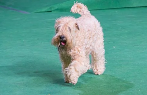 Side profile view of a Soft Coated Wheaten Terrier on a green carpeted surf.. Stock Photos