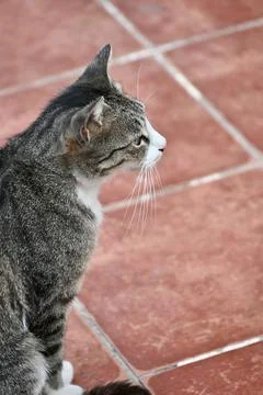 Side Profile View of a Tabby Cat Sitting on Terracotta Tiled Floor Stock Photos