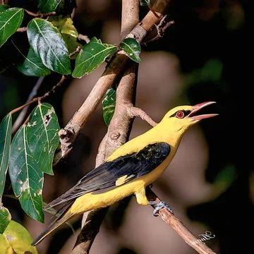 Side profile view of yellow Indian golden oriole bird perched on branch Stock Photos