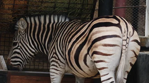 Side profile view of a zebra eating calmly in an enclosure Stock Footage 337263121