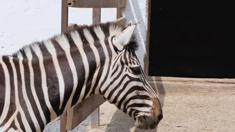 Side profile view of a zebra standing near a wooden fence outdoors on a sunn Stock-Footage 342896321