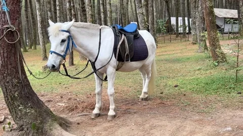 Side Profile White Horse Saddled In Forest Stock Footage 342141718