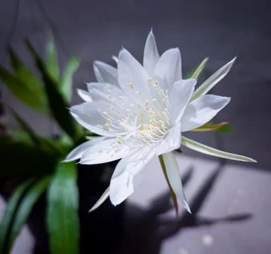 Side profile WijayaKusuma rosette with sharp shadow drama. Stock Photos