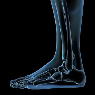 Side profile of an x-ray image of a human leg Stock Illustration