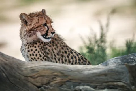 Side profile of a young Cheetah. Stock Photos