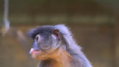 Side profile of a young dusky leaf monkey with grey fur and pink face. Clos.. Stock Footage 333464389