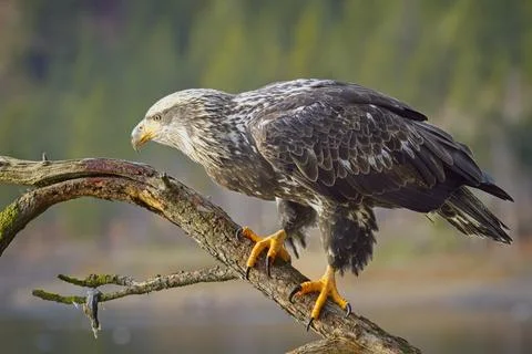 Side profile of young eagle on a branch. Stock Photos
