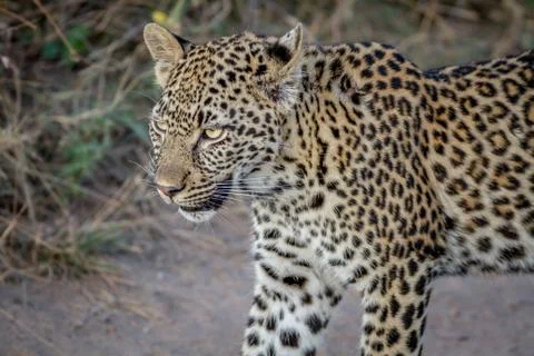 Side profile of a young Leopard. Stock Photos