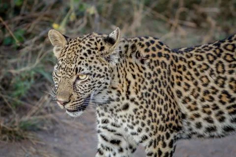 Side profile of a young Leopard. Stock Photos