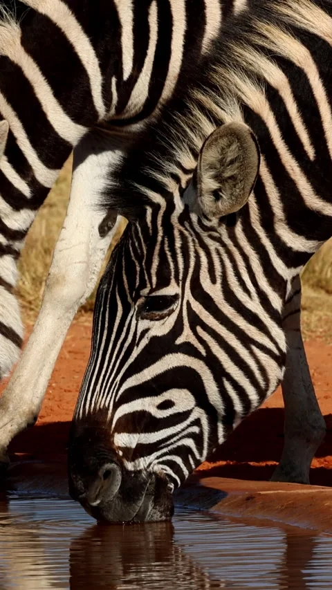 Side Profile Zebra in Warm Backlight, Vertical Safari Portrait Vídeos de archivo 345104603