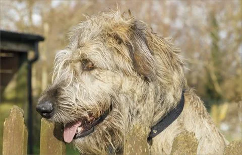Side profle of the head of a Irish Wolf Hound dog Stock Photos