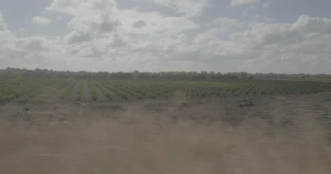 Side right driving plate - Collier Road at Mile 2, Dogtown Stock Footage 293483773