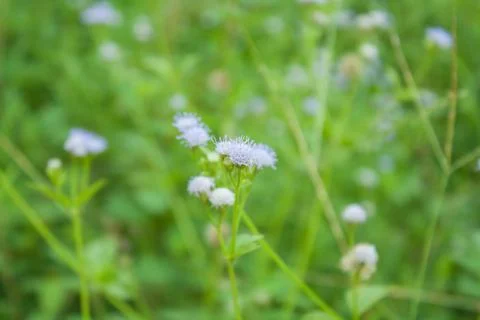 Side road grass Stock Photos