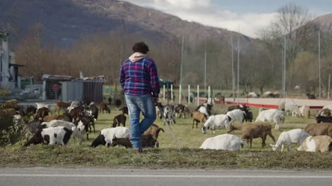By the side of the road a herd of cattle is guarded Stock Footage 274167886