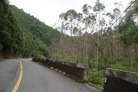 The side of the road is lined with eucalyptus trees, which have been cut do.. Stock Photos